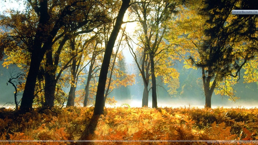 Black Oaks And Ferns Leidig Meadows Yosemite National Park Wallpapers