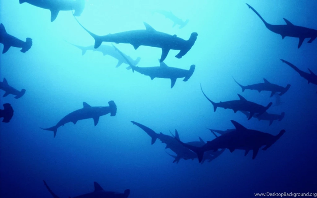 Hammer head shark on white background.jpg