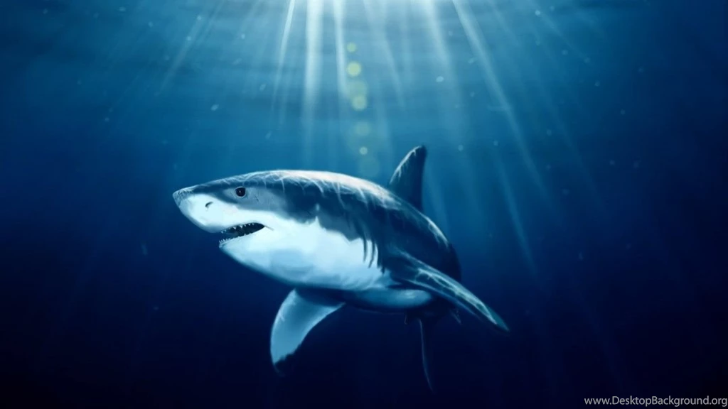 Sharks Backgrounds Wallpapers