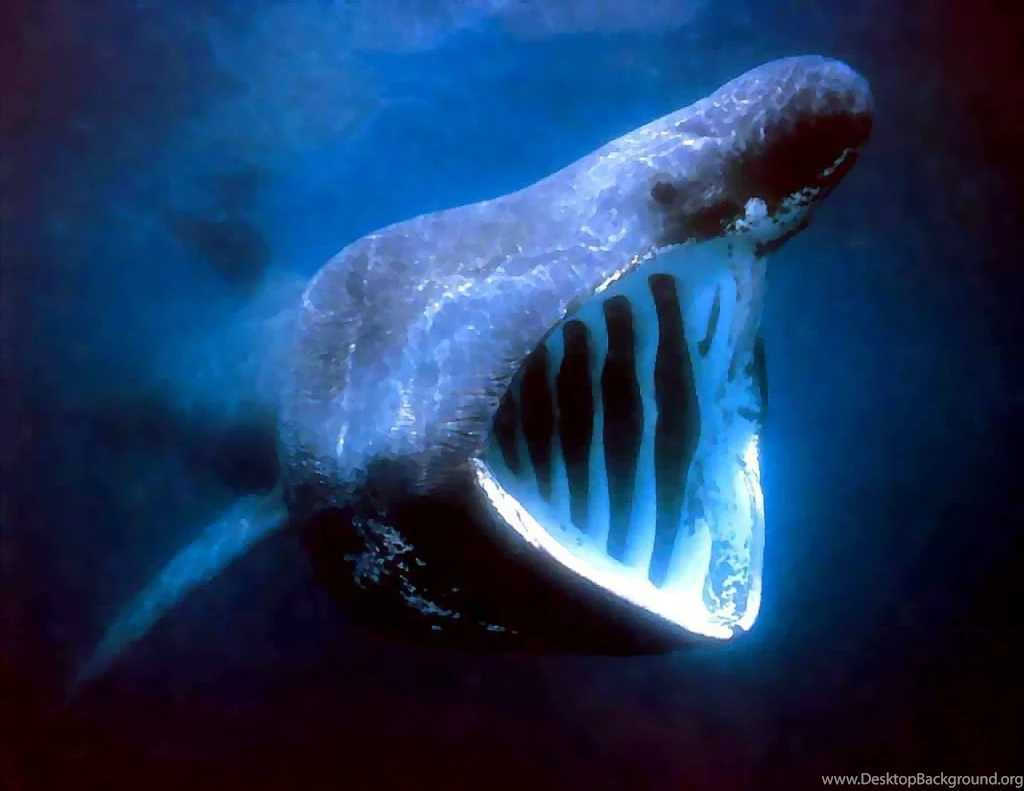 Sharks: Shark Fear Animals Sharks High Resolution For HD 16:9 High ...