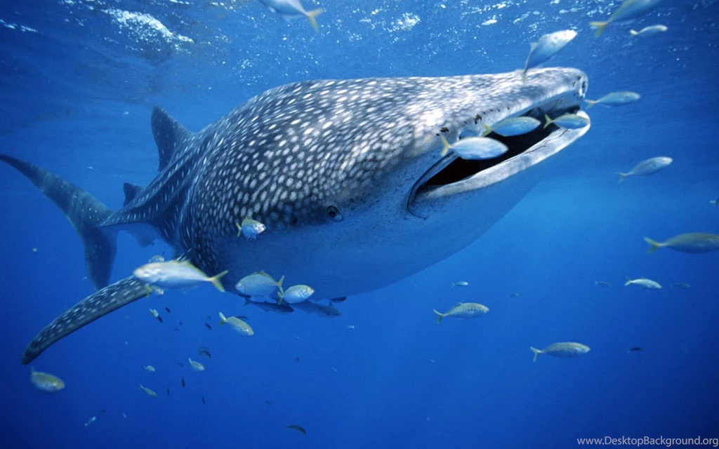 Sharks: Whale Shark Hunting Socal Customs Prime Portal Sema Free ...