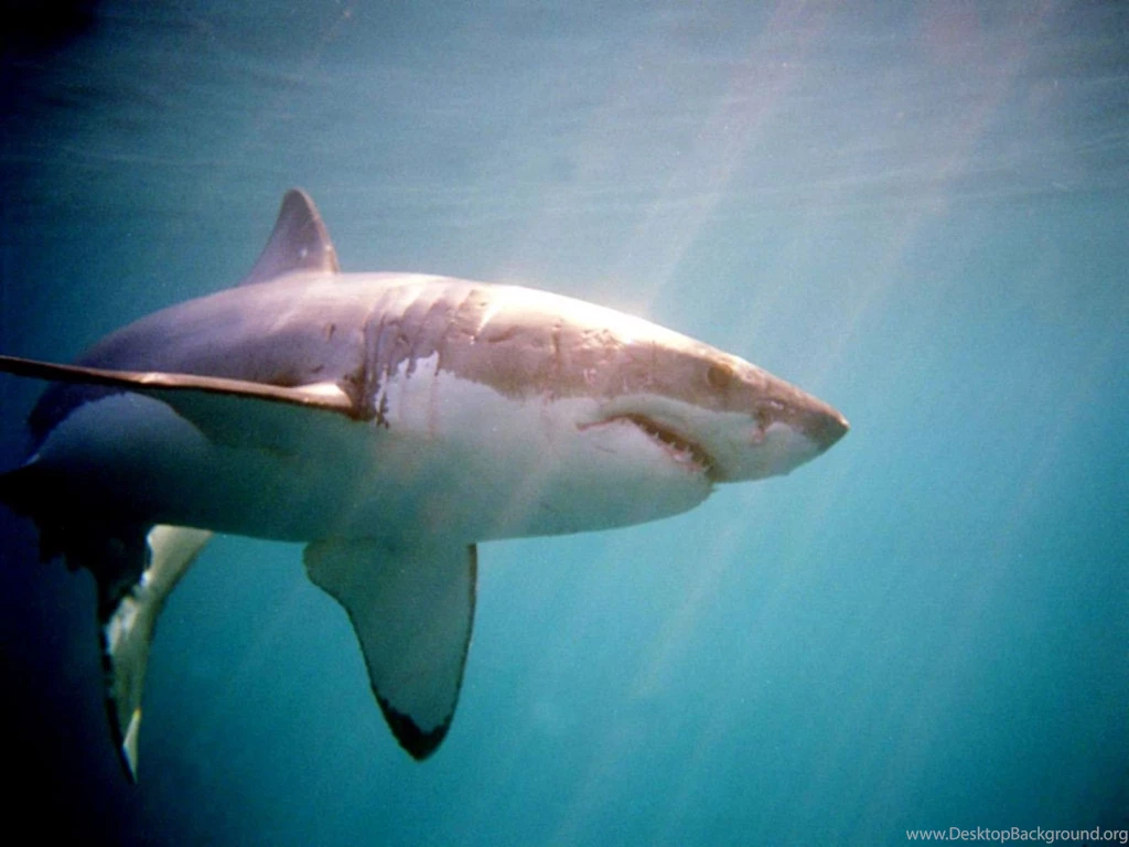 Sharks Marine Sea Sharks Backgrounds Pictures ~ Sharks For HD 16:9 ...