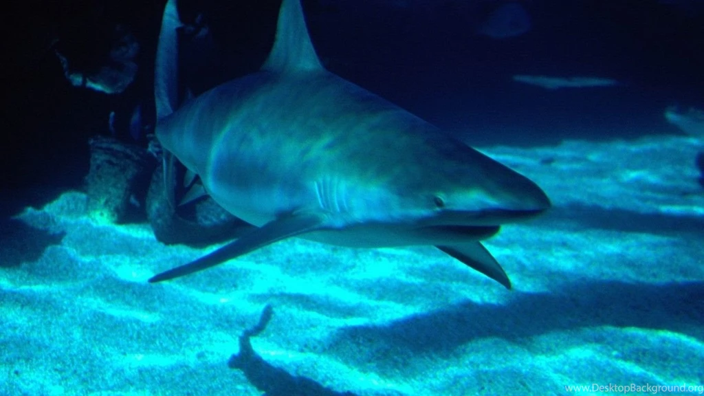 Sharks Wallpapers Page 2: Shark White Attacks High Quality Picture ...
