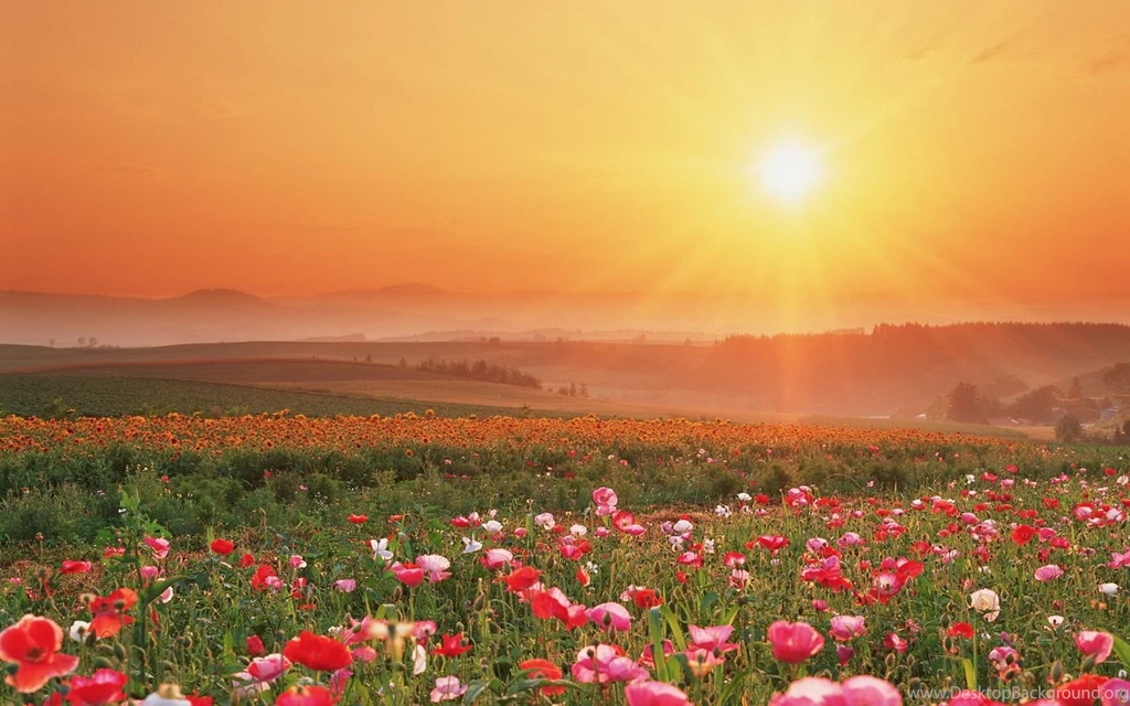 Sunset Field HD Wallpapers