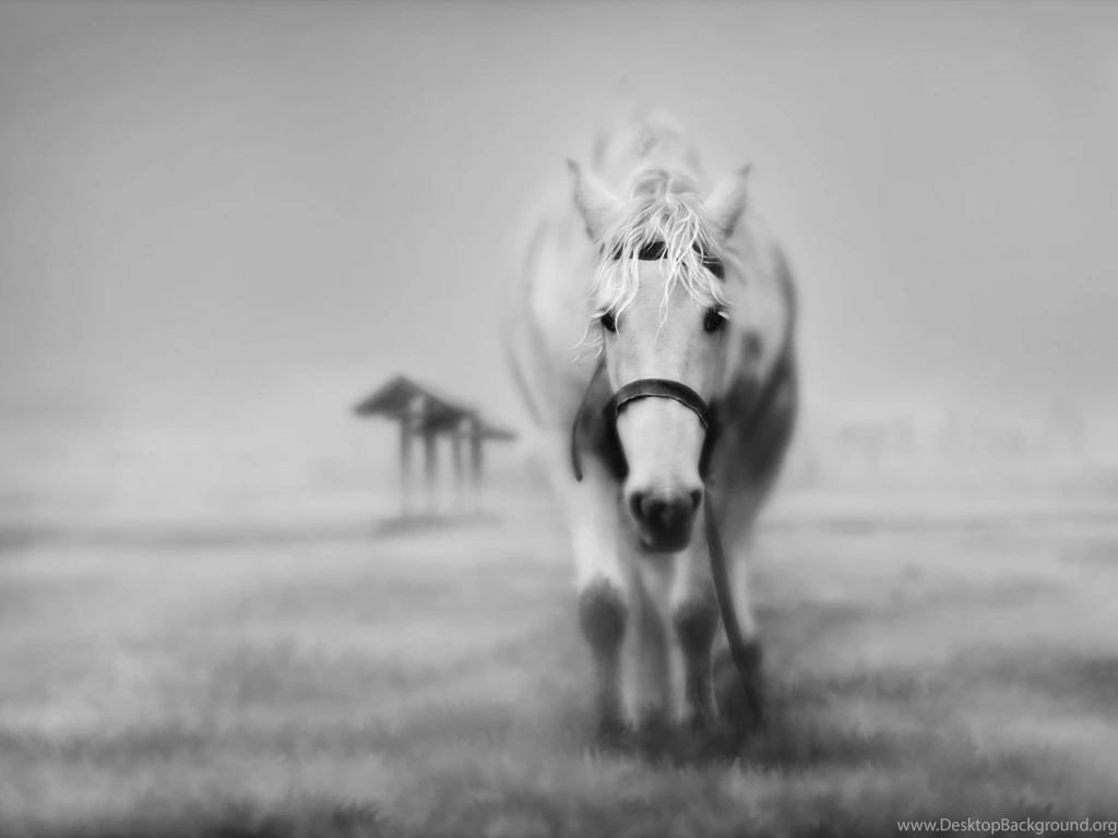 HIGH DEFINITION BLACK & WHITE WALLPAPERS