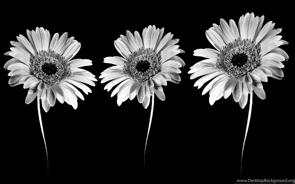 Gerbera Flowers Photo, Blooming Flowers In Black And White Style ...