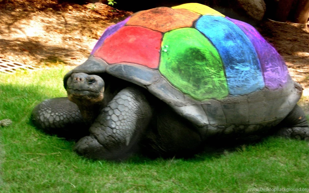 Beautiful Sea Turtle Wallpapers 1920x1200 Wallpapers,Turtle ...