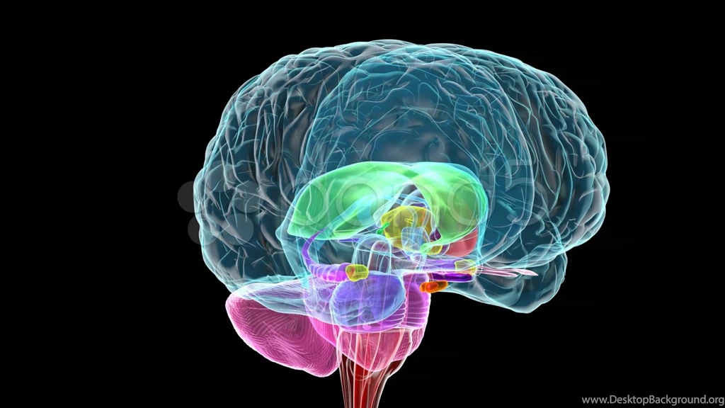 3D Brain Wallpapers HD Free
