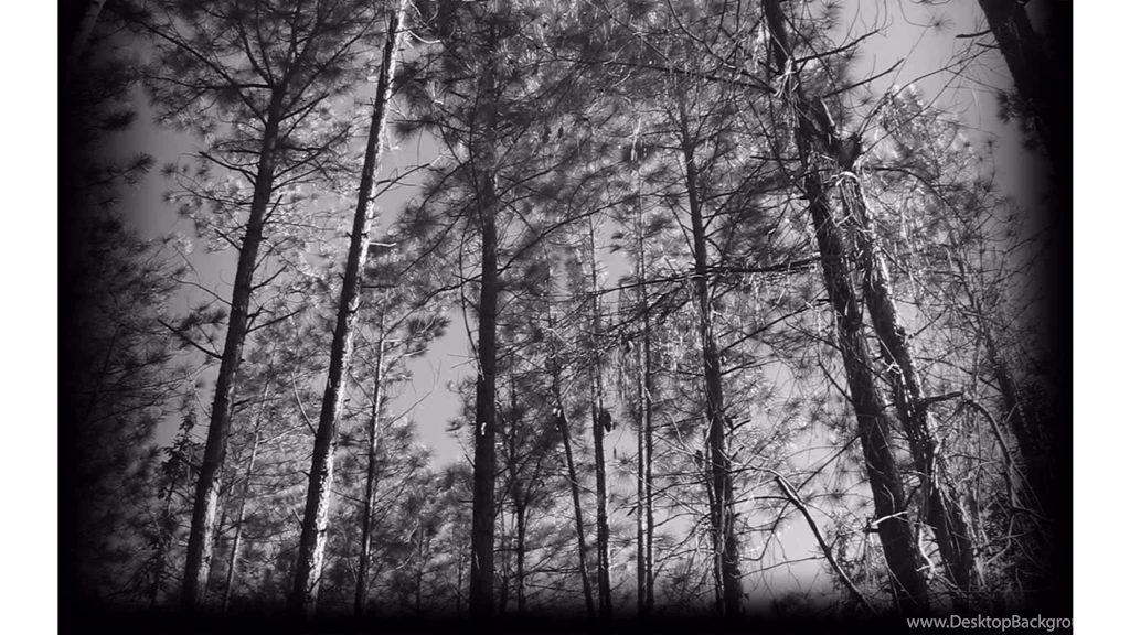 Amazing Black And White Forests 4K Wallpapers