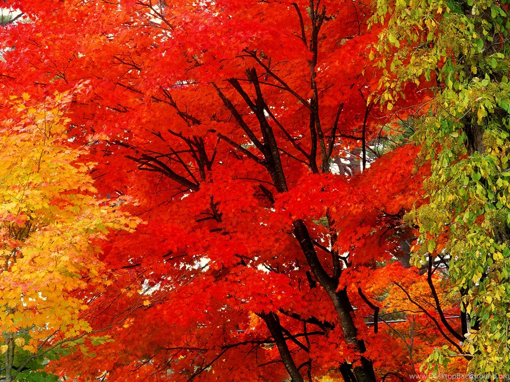Download Autumn Tumblr Wallpapers Desktop