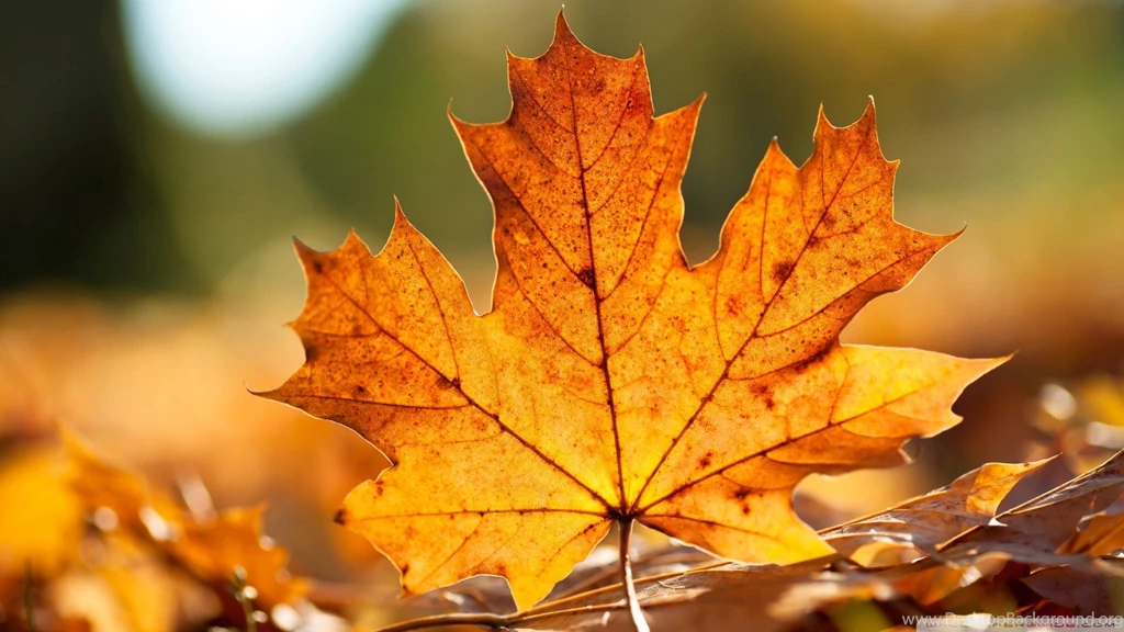 Fall Leaves Backgrounds For Computer