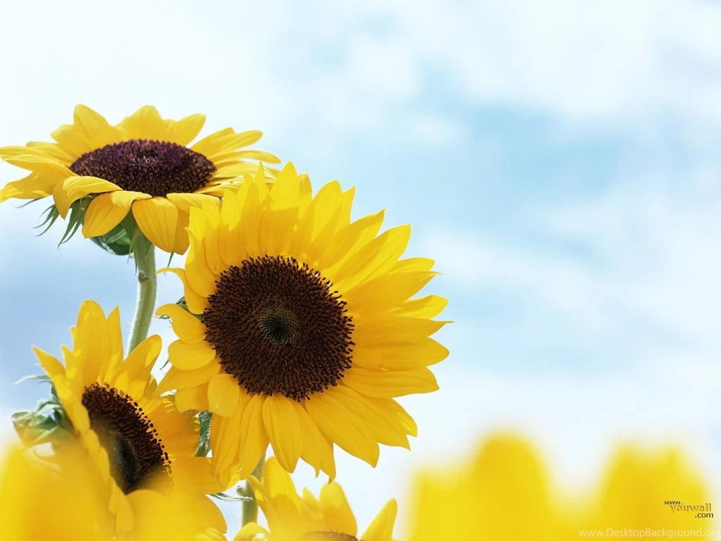 YouWall Sun Flowers Wallpapers Wallpaper,wallpapers,free ...