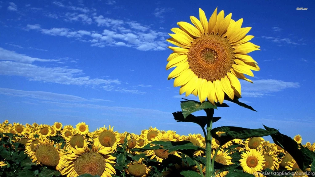 Sunflowers Wallpapers   Flower Wallpapers