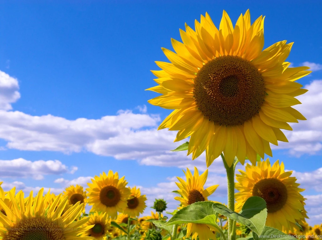 Sun Flowers Wallpapers For Facebook.jpg