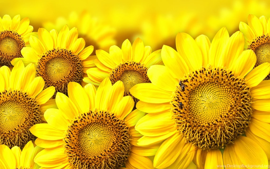 Sunflowers wallpaper hd.jpg