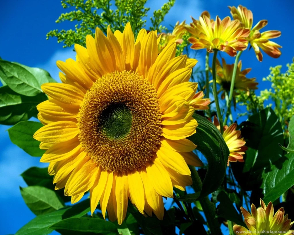Sun Flower Wallpapers