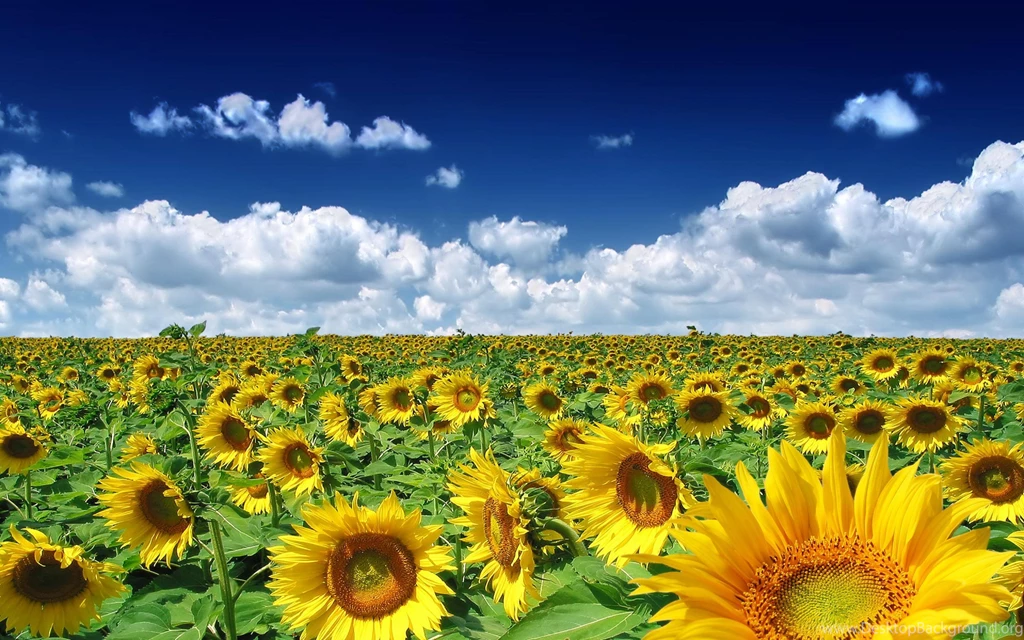 Sunflowers Wallpapers   Wallpapers Cave