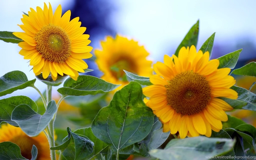 Free Wallpapers 25+ Beautiful Subflower Pictures For Backgrounds