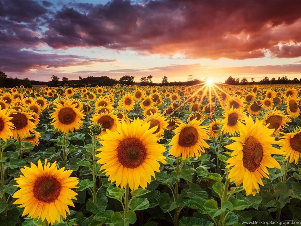 Sunflowers Wallpaper Ddesktop1.jpg
