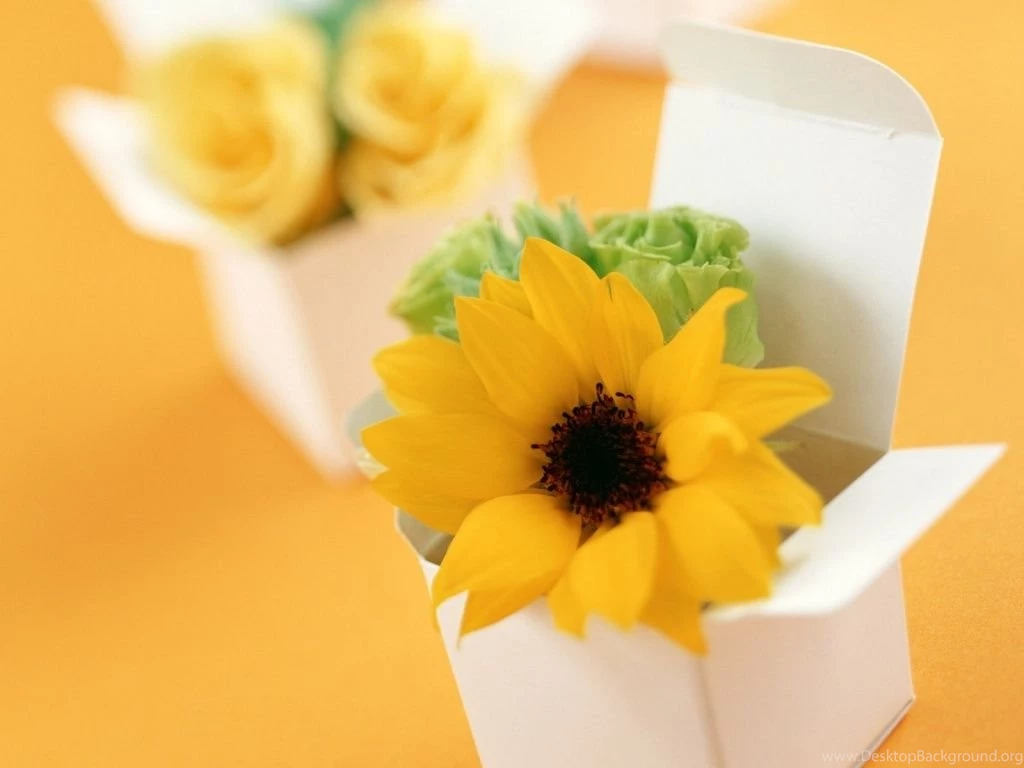 Flowers Wallpapers Photos: Sun Flowers Wallpapers