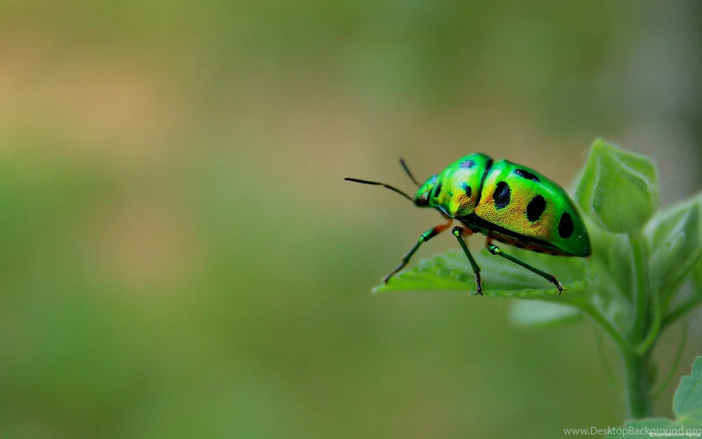 Hd Wallpapers For Windows 7 Laptop Nature Widescreen Ultimate Free ...