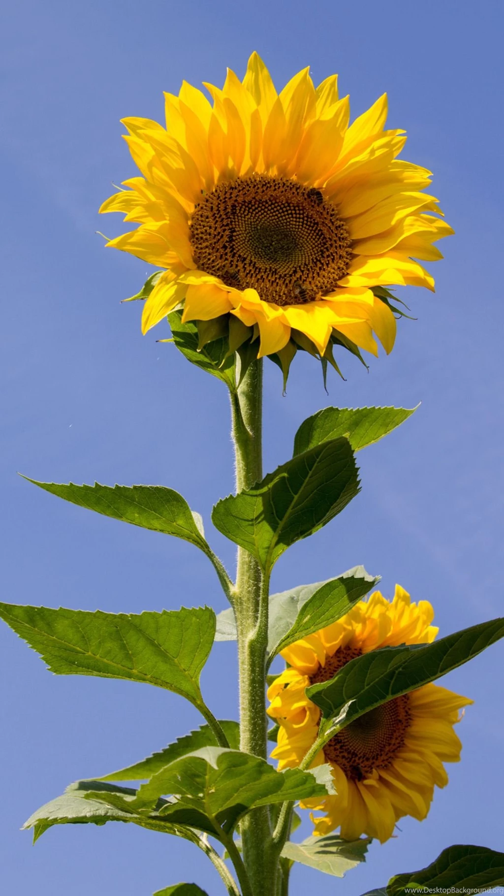 Sunflowers Mobile Wallpapers 14473