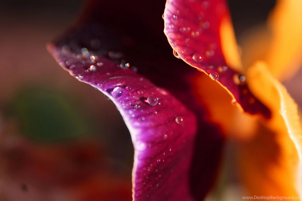 Ubuntu 12.04 Precise Pangolin Wallpapers (10)