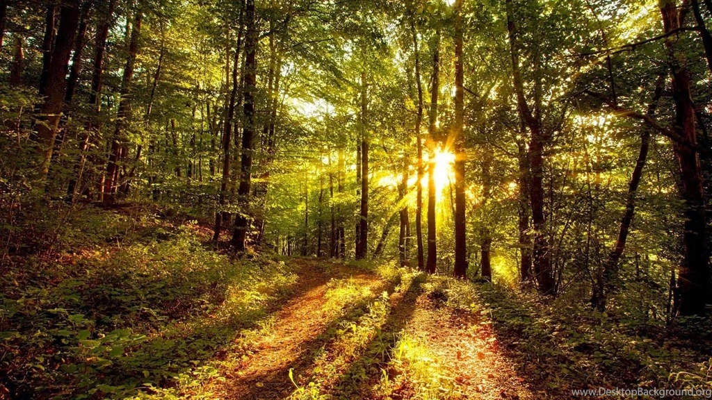 Nature Wallpapers Free Download Full Hd Nature Wallpapers Free ...