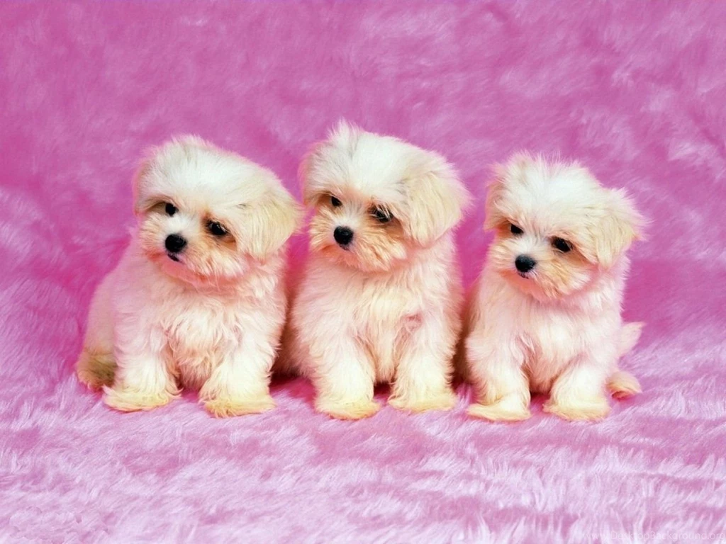 Dog Quotes Wallpapers. QuotesGram