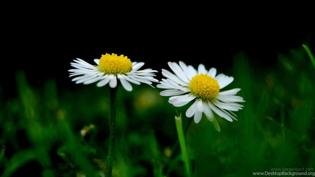 Cute Flowers Wallpapers Desktop