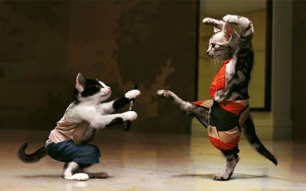 Cat Funny Wallpapers For Desktop And Mobile Free Download Desktop Background Cat Funny Wallpapers For Desktop And Mobile Free Download Desktop Background