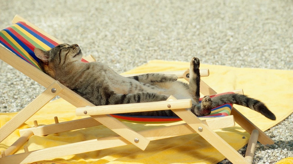 Funny Wallpapers Free Download HD Latest New Amazing Wonderful Images