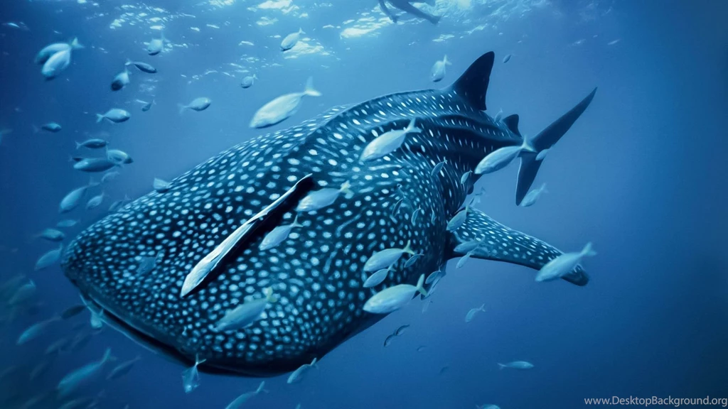 Whale Shark 1492110