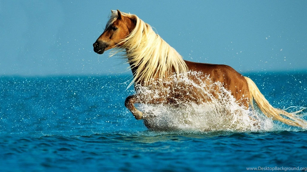 Horse Running In Sea Desktop Backgrounds Widescreen And HD ...