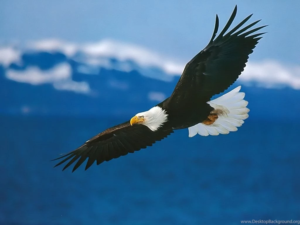 Animals: Steaming Eagle, Picture Nr. 36066