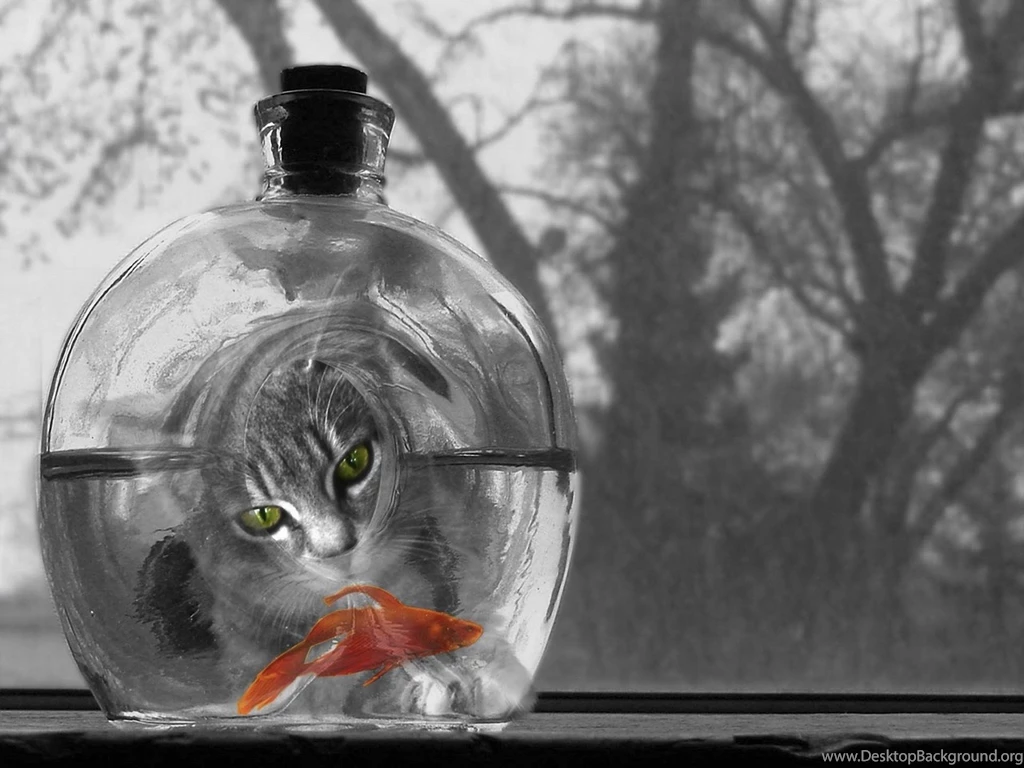 Selective Color Black White Goldfish Humor Mood Eyes Desktop ...