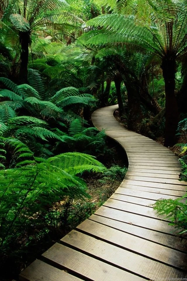 Wallpapers For Iphone: Hd Nature Wallpapers Iphone
