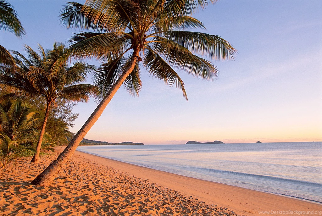 Beach Palm Trees Wallpapers (