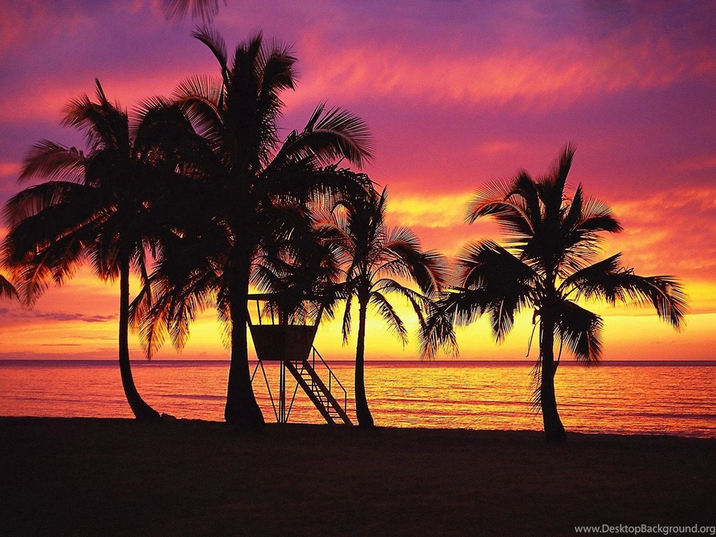 Silhouettes Of Palm Trees Free Desktop Backgrounds Free Wallpapers ...