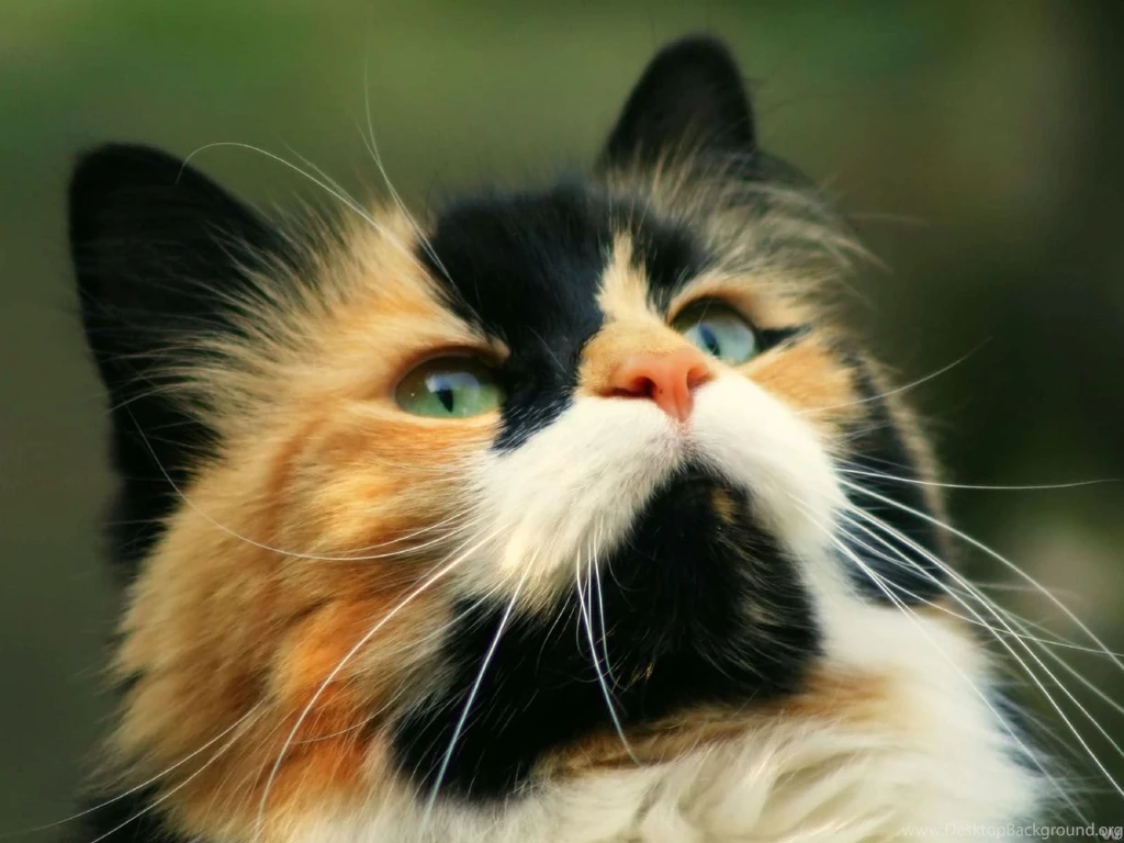 30 + Best Animal Pictures And Wallpapers