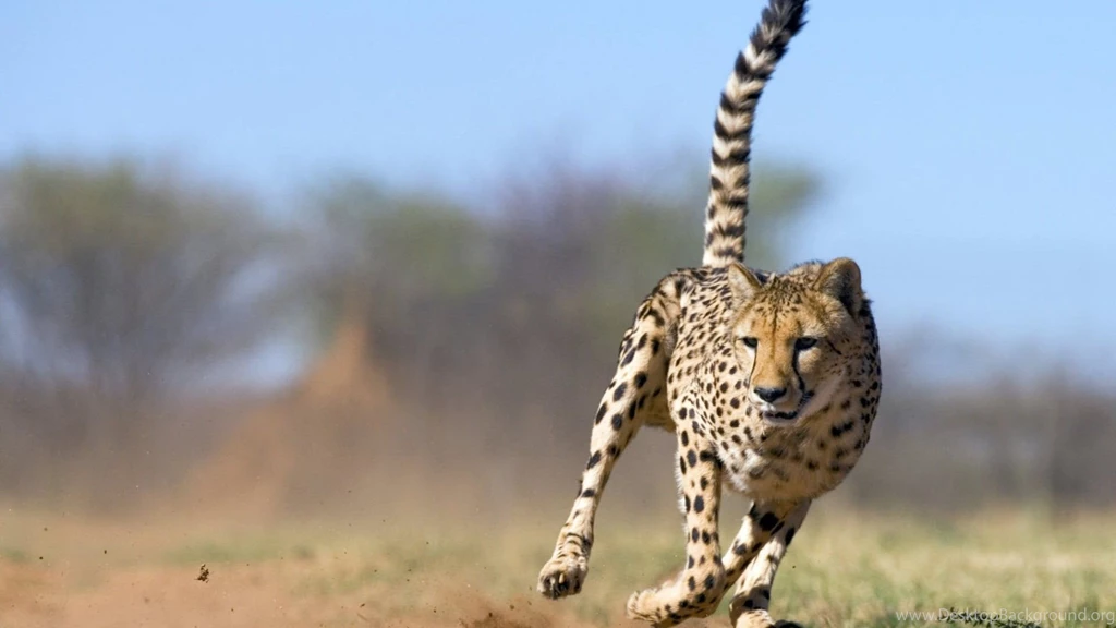 Download Cheetah Animal Wallpapers Free By Udhao.net