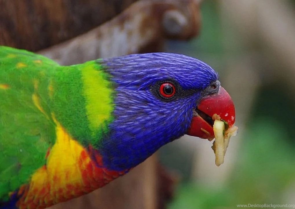 Hd Animal Wallpapers, Wild Animals, Animal Desktop Images, High ...