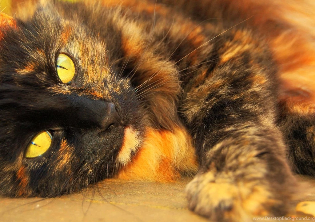 Animal Wallpapers, Cool Pets, Desktop Images, Free Wallpapers ...