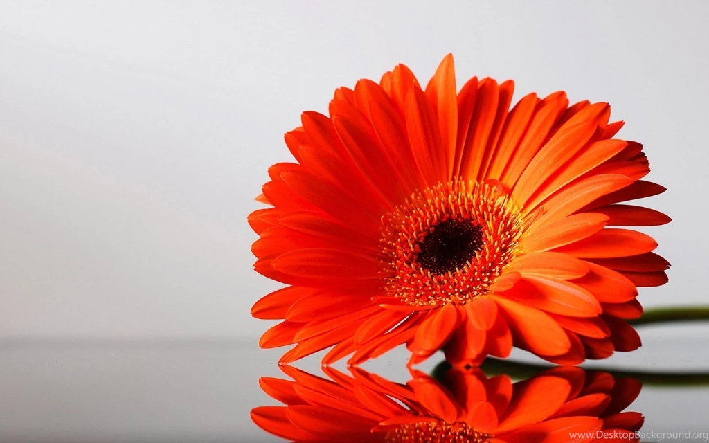 Orange flowers wallpaper.jpg