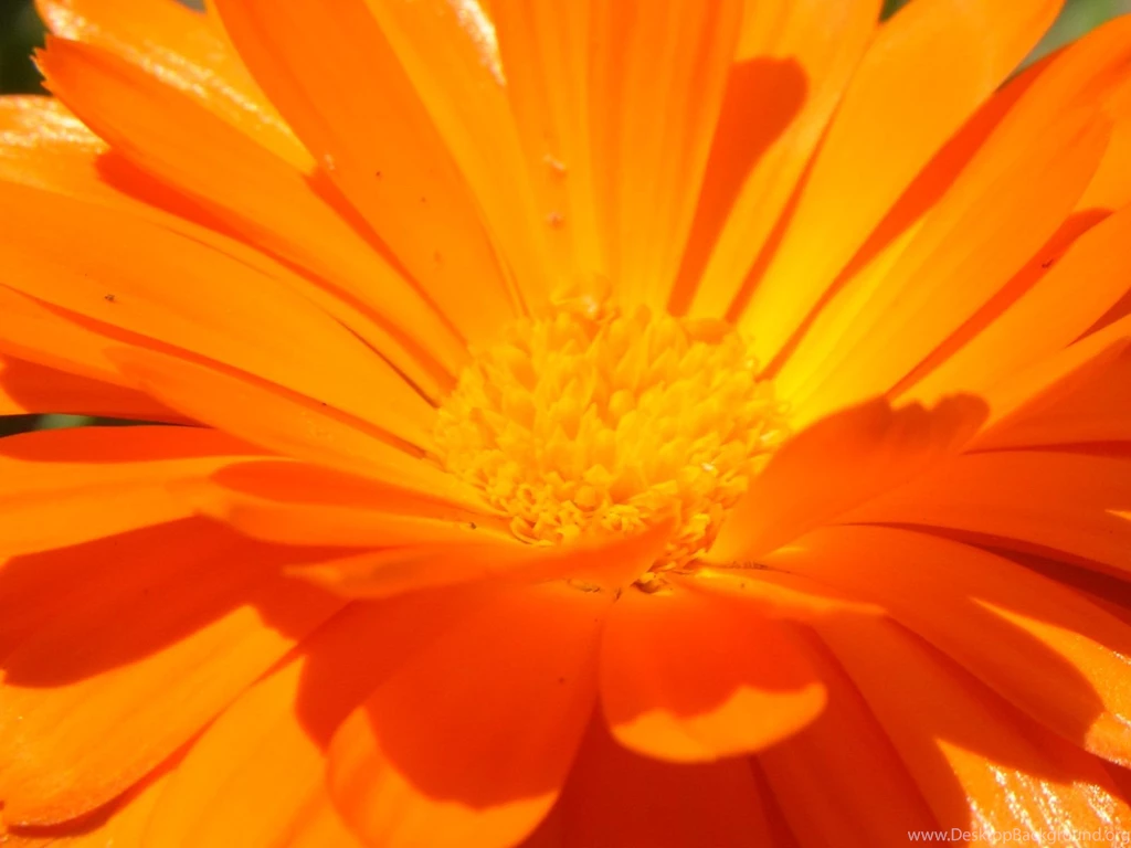 Orange Flower Close Up Wallpapers