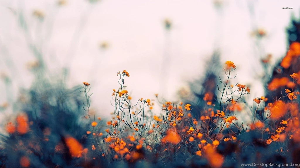 Small Orange Flowers Wallpapers   Flower Wallpapers