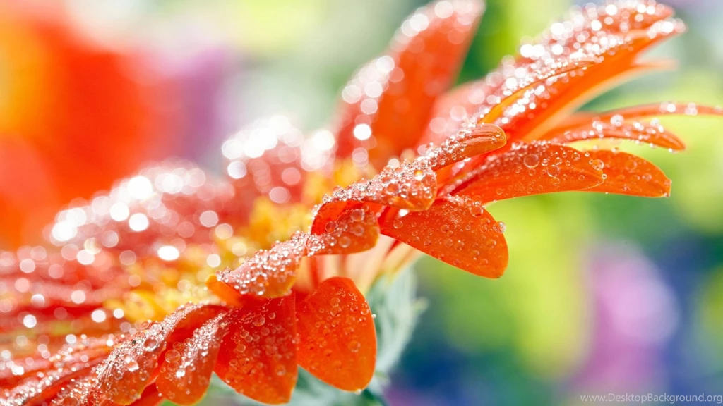 Orange Flower Cool Wallpapers