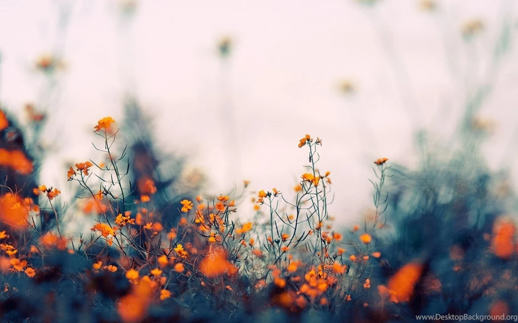 1680x1050 Field Of Orange Flowers Desktop PC And Mac Wallpapers