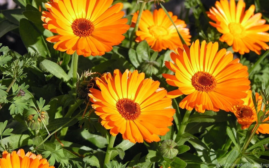 Orange Flowers Wallpapers