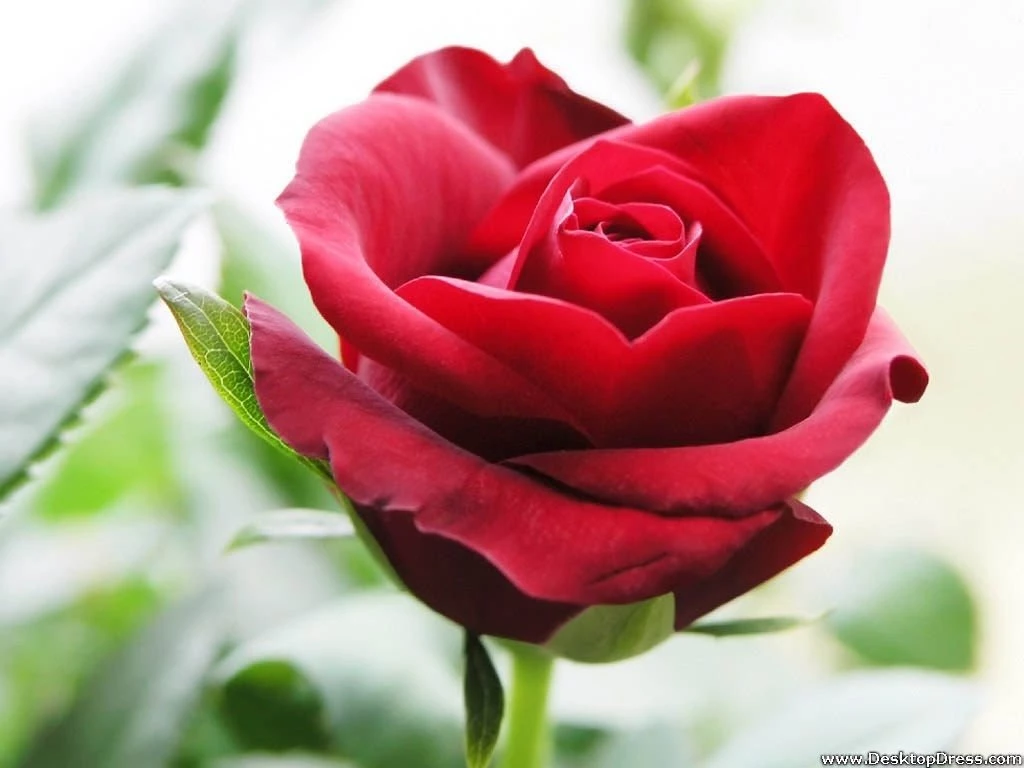 Desktop Wallpapers » Flowers Backgrounds » Beautiful Red Rose ...